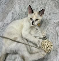 「猛暑の中保護した子猫」3ヶ月後、冬毛になったビフォアフに思わず感動