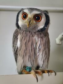 【人形みたいなフクロウ】澄んだ瞳に釘付け！小首を傾げたような姿も愛おしい