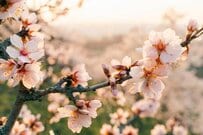 「所得376万円」が受給の分かれ目？20歳前障害基礎年金《所得制限》と注意点！「2026年度4月分から」障害基礎年金1級：月8.8万円に増額へ