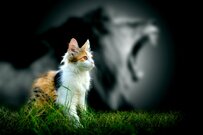 ポンコツ社員ほど自信満々!?「ざんねんな人」と呼ばれないための3カ条