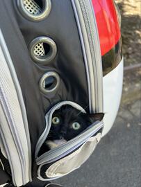 「聞いてにゃい！」お出かけ先がまさかの場所で驚く元保護猫ちゃん！絶望の顔にいいねの嵐