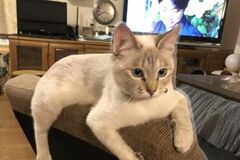 ソファーでくつろぐ「猫の7年後」にほっこり…　あまりにも罪なかわいさに注目集まる