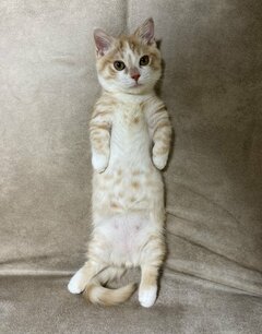 幼い頃からイケメンな猫　3年後の姿にわが目を疑う「子猫時代からかっこいい」