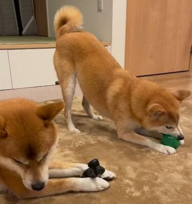 いつも仲良しな柴犬たち！でも「ちゃんと自己主張はするよ？」な姿に