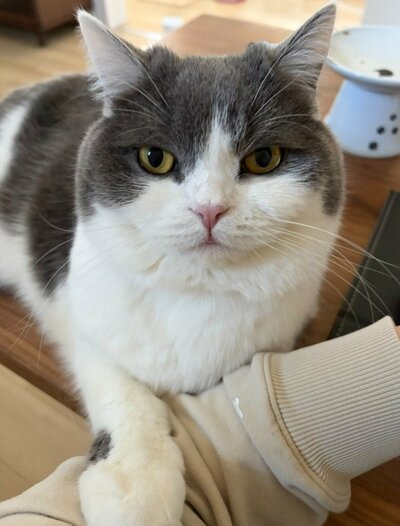 飼い主さんの腕をつかんで甘えるぶりもっちちゃん