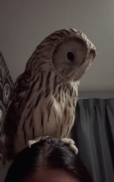 投稿動画のワンシーン