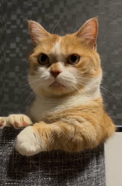 「強い」というキャプションがぴったりです