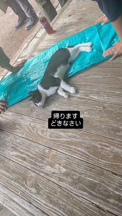 帰り際の猫ちゃんの様子