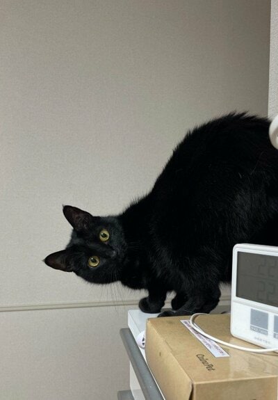 なかなかクセが強い覗き方です