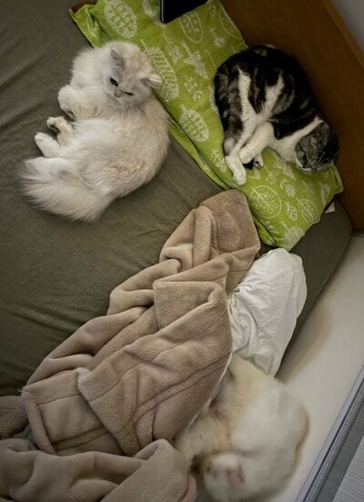 猫たちに「占拠」されてしまったベッド