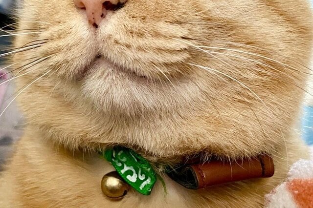 ママを起こしに来た保護猫さん　つられて眠くなってしまったお顔に「可愛すぎる」の声