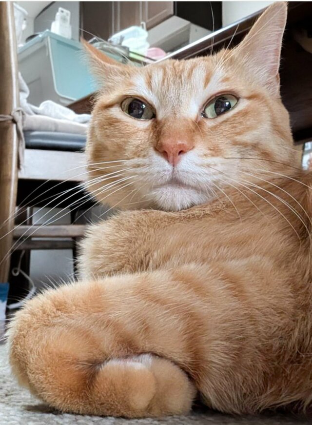 「まいりましたw」肉球が「フルパワー」になった猫が話題！予想外のビジュアルに目を疑う