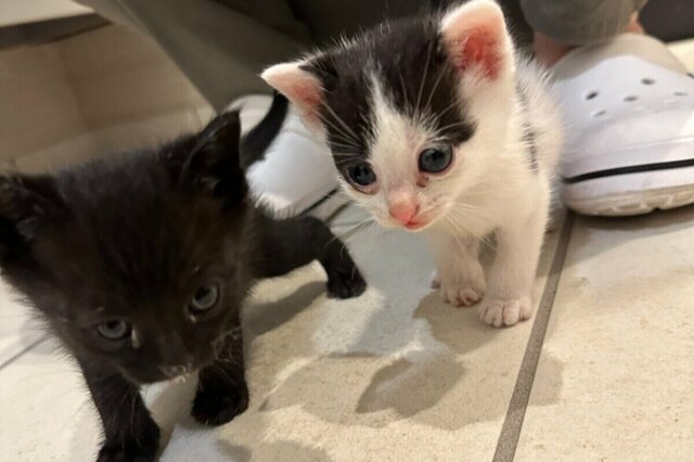知人宅で「保護された猫」をお迎え　2年後に撮影された「驚きの成長姿」に思わず二度見