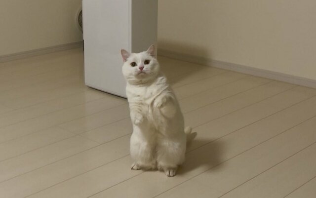 【話題】真っ白でまんまるな猫ちゃん　足を伸ばした姿が意外にも足が長くてXユーザーの視線集中！