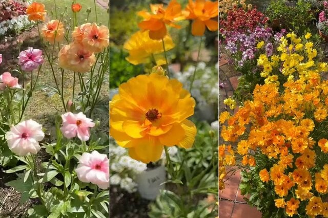 春の庭を彩る「ラナンキュラス ラックス」を来年も美しく咲かせる方法【園芸歴25年のガーデナー】が花後のお手入れのコツを解説します！