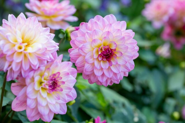 【ガーデニング】春植え球根オススメ6選！夏～秋に花咲くオシャレなガーデン