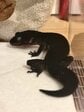 黒い「レオパードゲッコー」表情豊かなお顔がかわいい　「実在するとは…」「ドラゴンみたい」