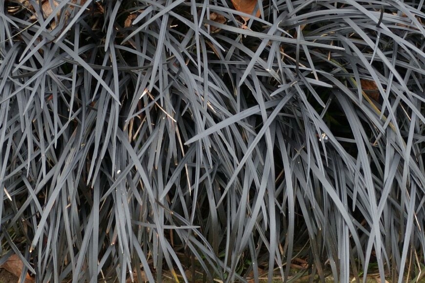 コクリュウ　　guentermanaus/shutterstock.com