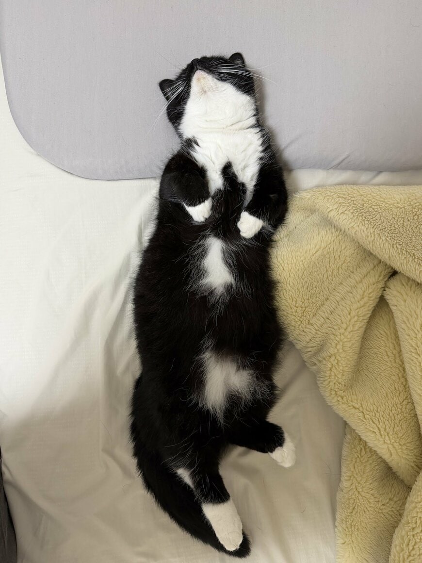 「←6歳 3か月→」子猫のころから変わらない寝姿がキュート！仰向けで眠る白黒の猫の成長した姿にほっこり
