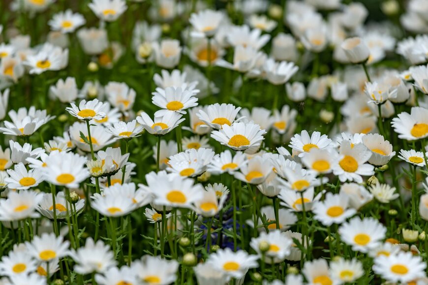 Picmin/Shutterstock.com