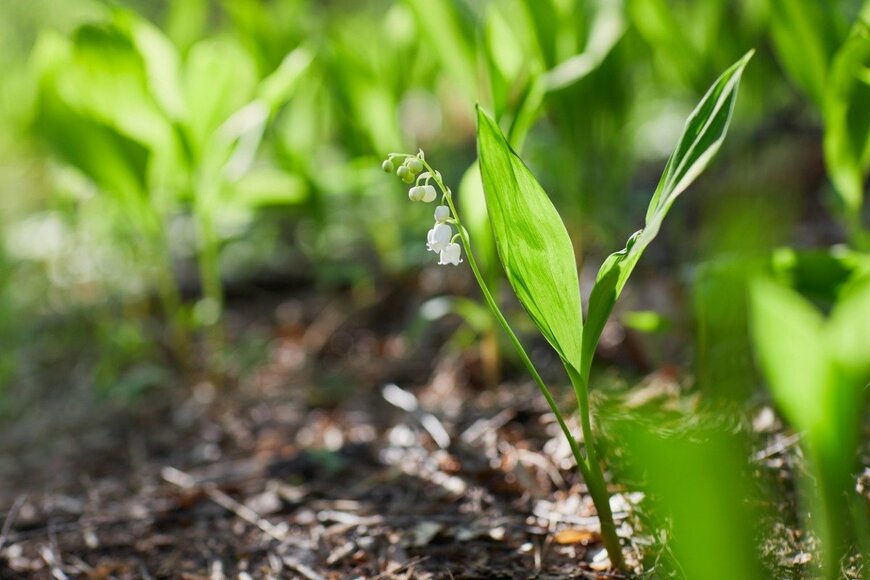 Liudmyla Liudmyla/istockphoto.com