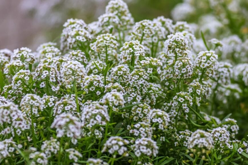 Brookgardener/shutterstock.com