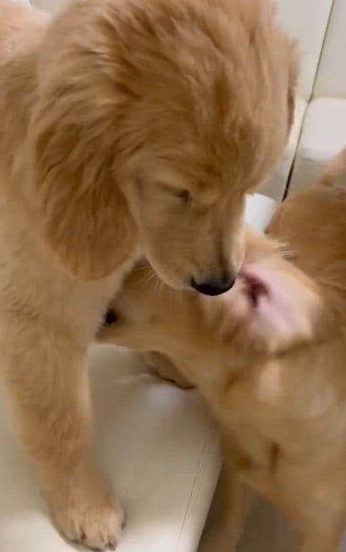 出所：@pu_channeldesu