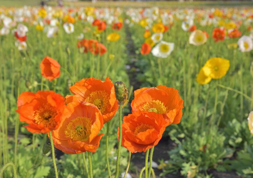 Orthosie/istockphoto.com