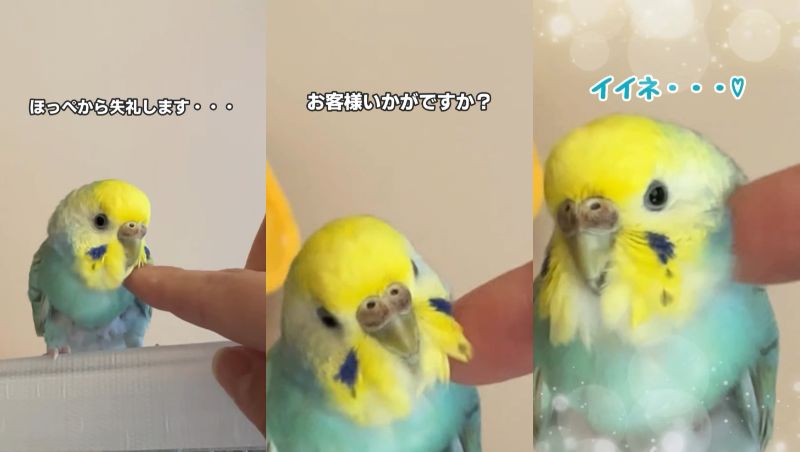 出所：@daiinkoteikoku_soraoto