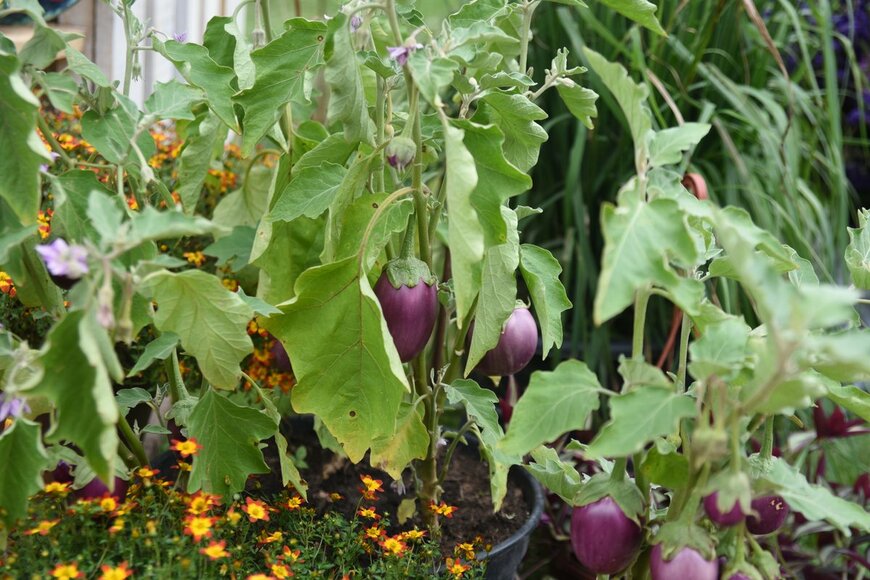 photoPOU/Shutterstock.com