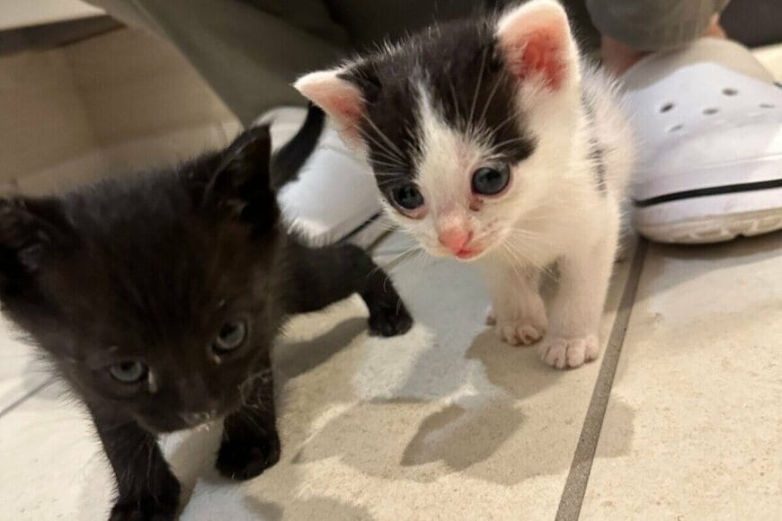 知人宅で「保護された猫」をお迎え　2年後に撮影された「驚きの成長姿」に思わず二度見