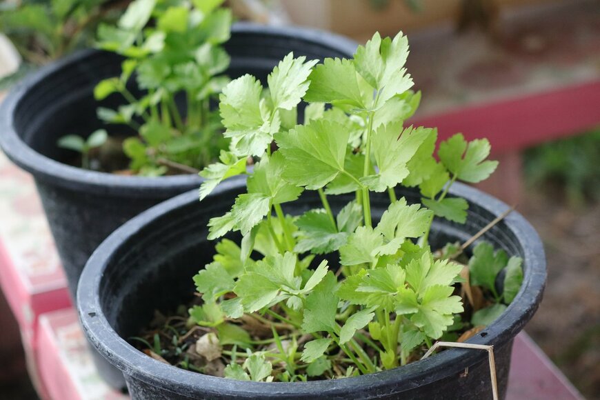 Narong Naconsan/Shutterstock.com