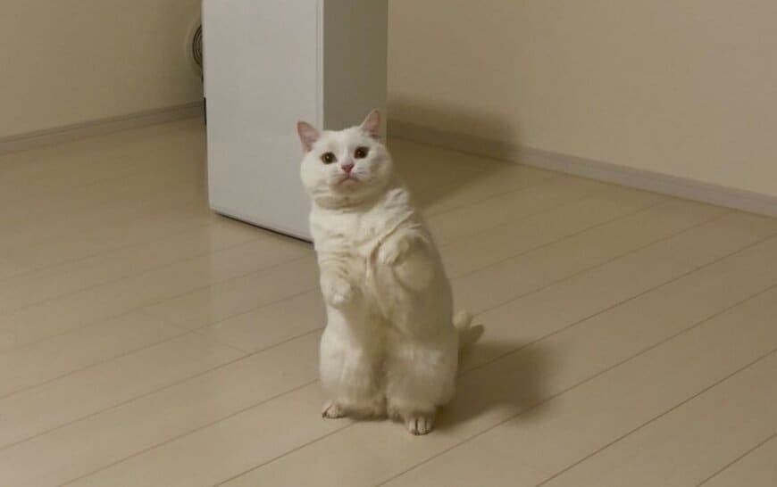 【話題】真っ白でまんまるな猫ちゃん　足を伸ばした姿が意外にも足が長くてXユーザーの視線集中！