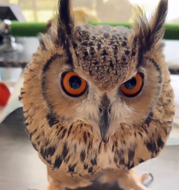 飼い主さんの思惑を察したフクロウ【朝のご挨拶】のお返事が“期待通り”で思わず笑ってしまう