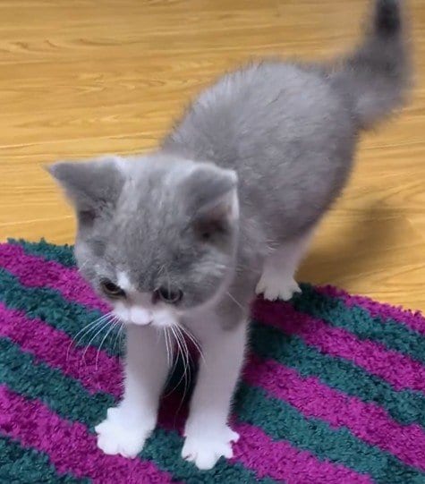 出所：@omochiomoching