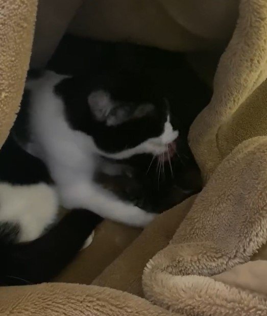 出所：@00shitemita