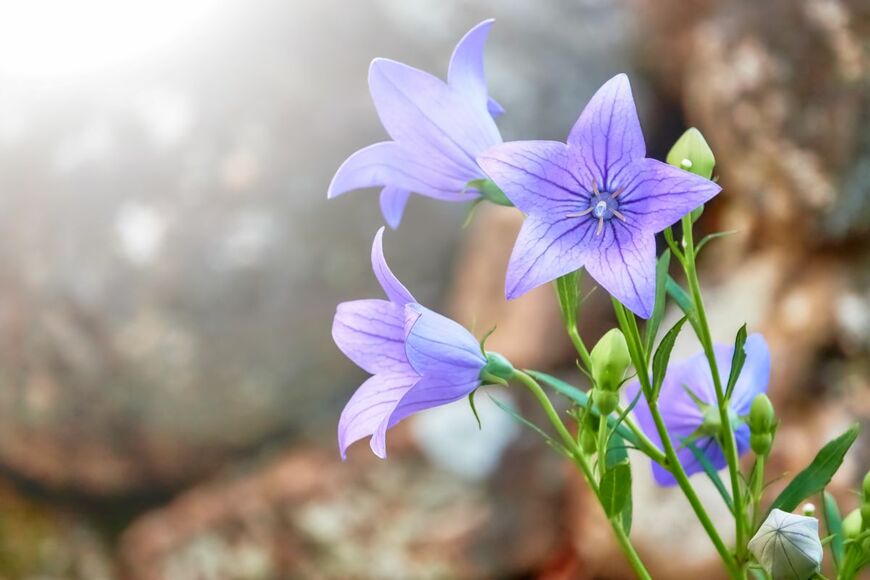 BestPhotoStudio/shutterstock.com