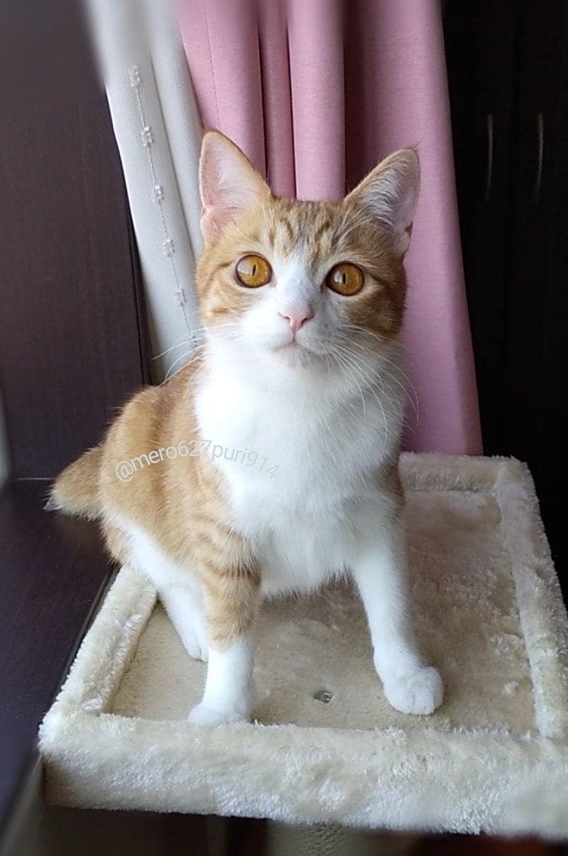 出所：@mero627puri914