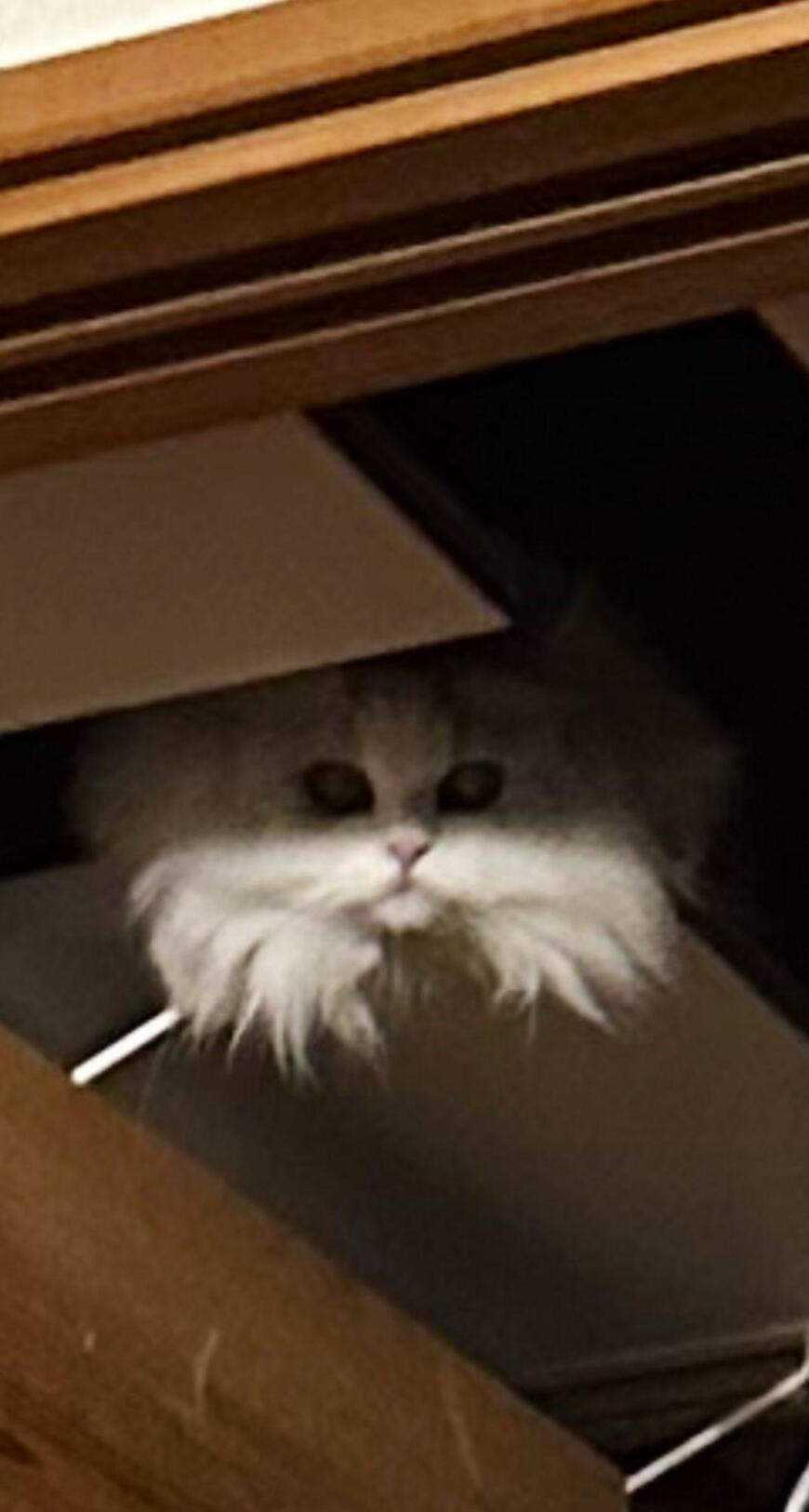 出所：@NEKOLAND13