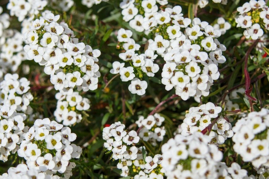 decoplus.inc/istockphoto.com