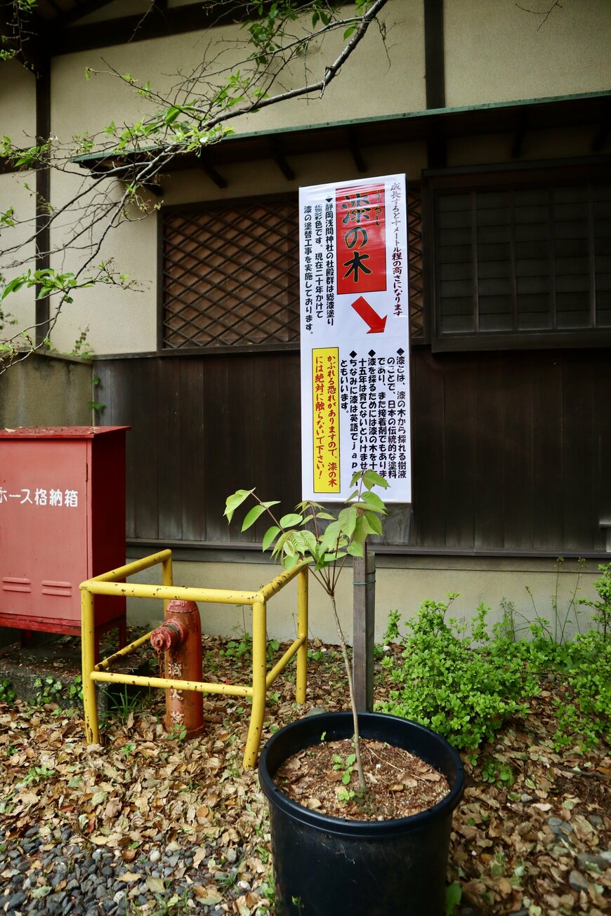 画像出所：漆の木（筆者撮影）