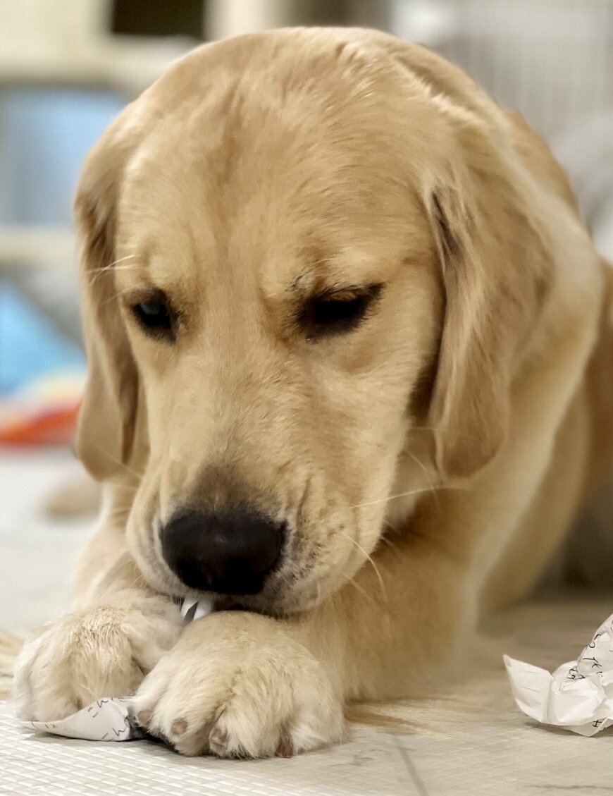 出所：@pu_channeldesu