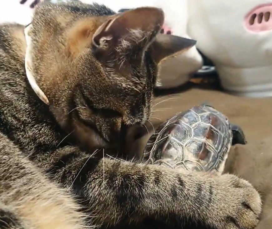 出所：@Mh0MLiErcV8E97C