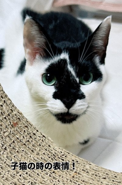 出所：@hikaitimilky