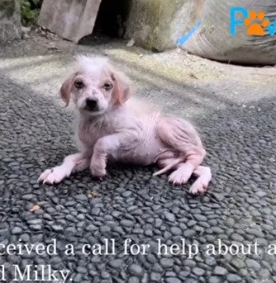 【保護犬】命の危機を2度乗り越えた子犬 優しい家族に迎えられるまでの物語