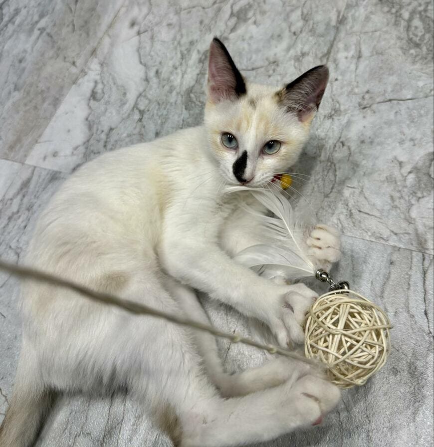 「猛暑の中保護した子猫」3ヶ月後、冬毛になったビフォアフに思わず感動