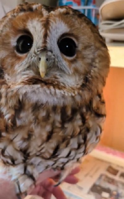 出所:@mori_luna_tawny_owl