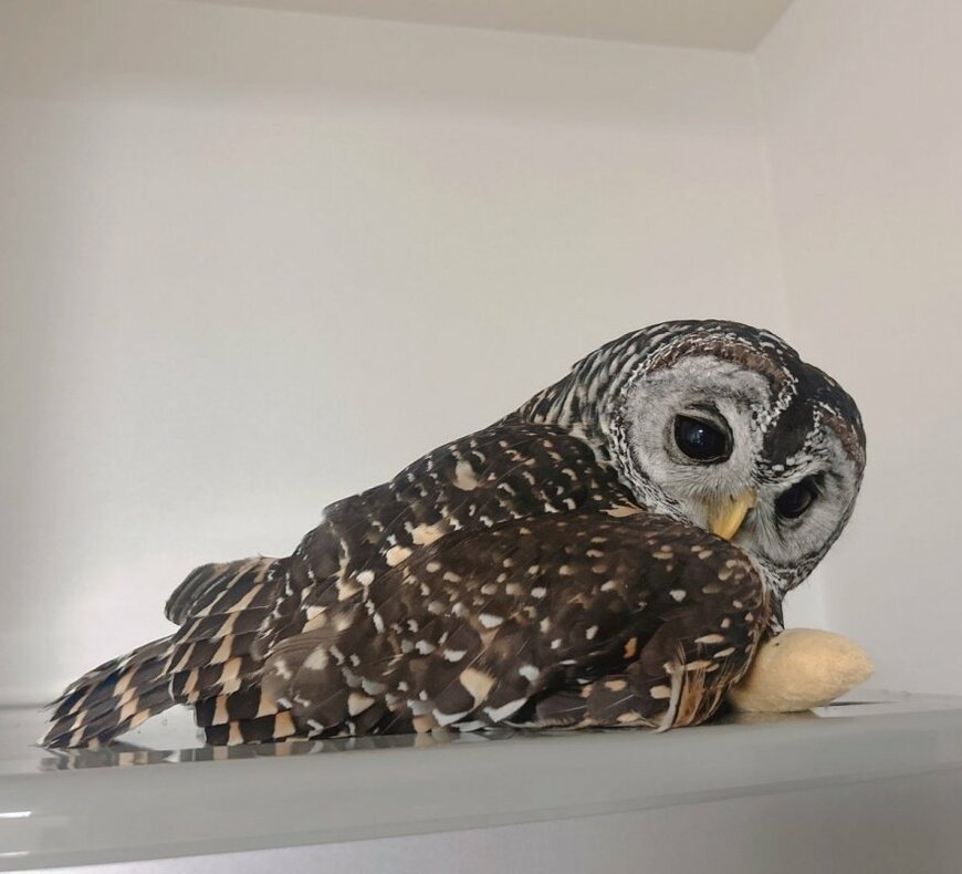 出所：@kanata_akas