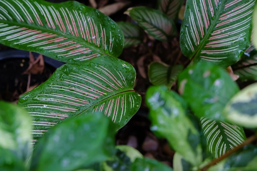 NRYS studio/Shutterstock.com