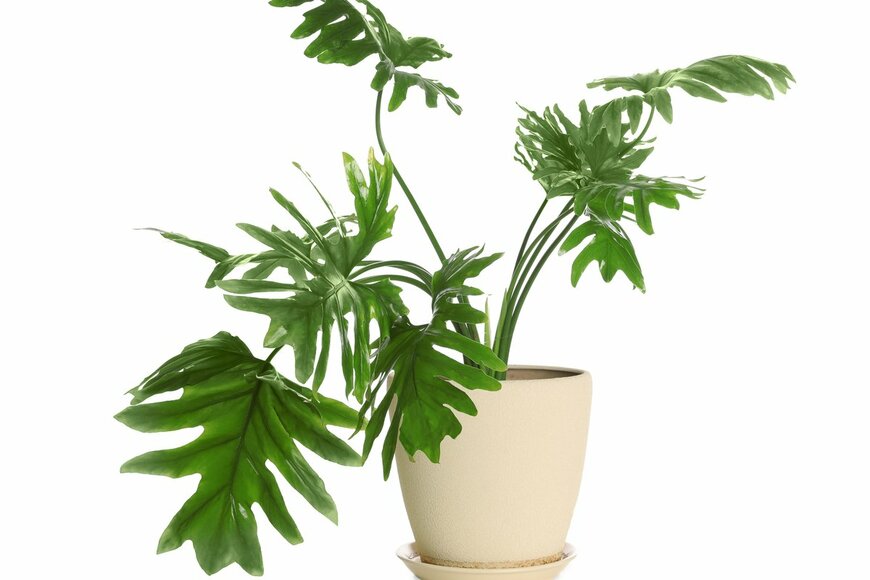 New Africa/Shutterstock.com